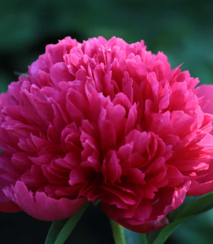 пион мэри джо легар