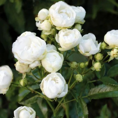 Миниатюрные