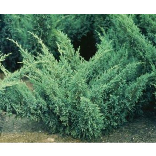 Juniperus squam. blue dunabe