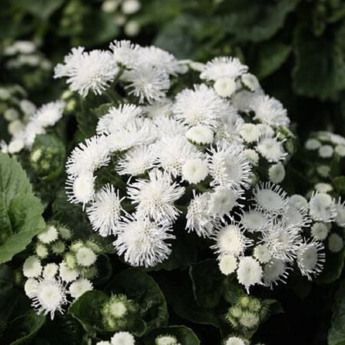 Aloha White Ageratum