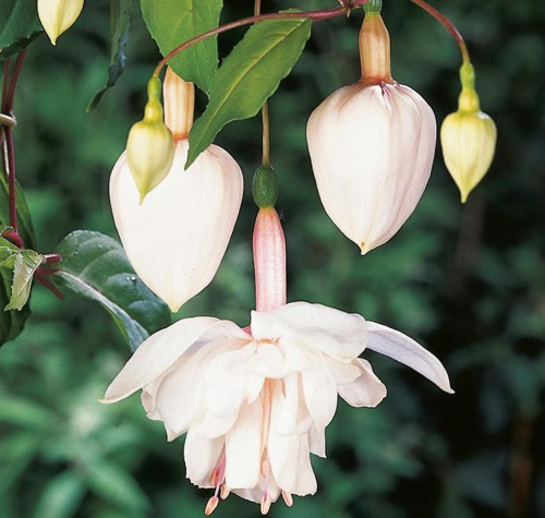 pink-marshmallow_fuchsia