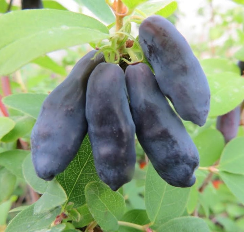 zhimolost-goluboj-banan