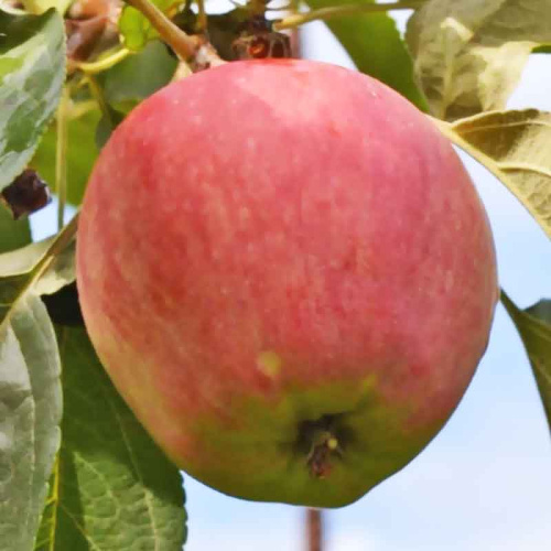 летнее полосатое