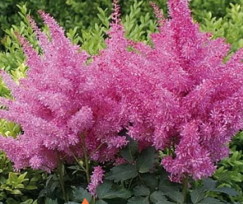 астильба ритм энд бит