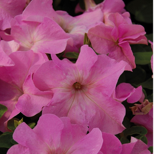 Петуния крупноцветковая (Petunia grandiflora) Limbo GP (Sweet Pink )