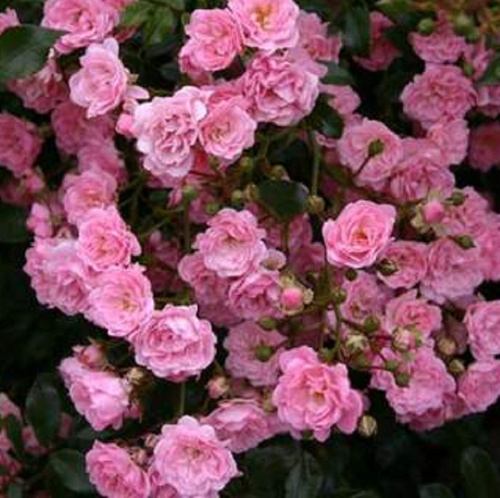 фейри чангли