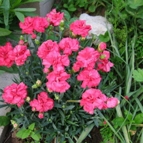 гвоздика сисси пинк