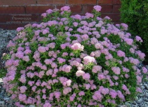 spireja-japonskaja-japanese-dwarf