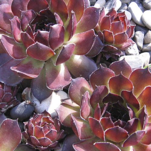 Sempervivum_Andromeda
