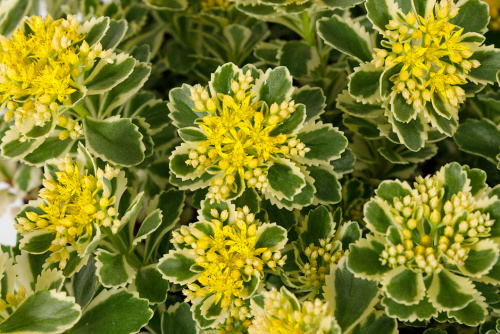 Chelsea-flower-show-sedum-takesimense-ATLANTIS-Nonsitnal.jpg-from-rhs.org_.uk_