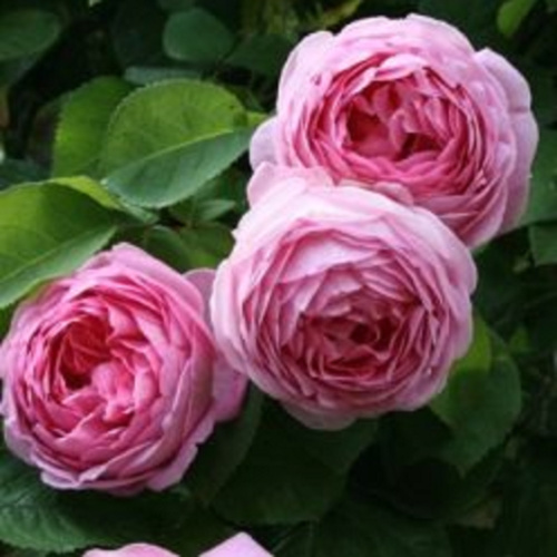 Роза шраб Constance "Констанс" : C5