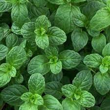 мята хвойная