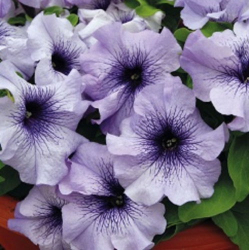 лимбо блю вейй