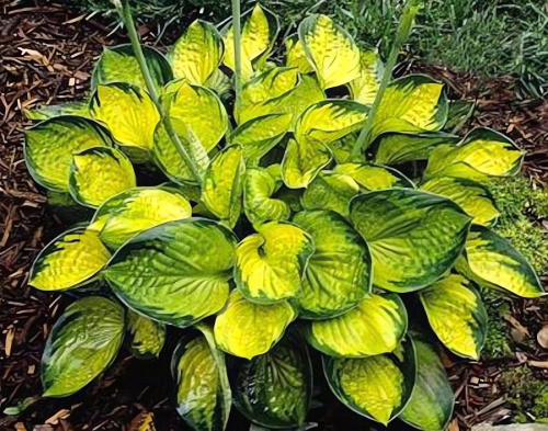 602597-khosta-gibridnaya-rainforest-sunrise-big