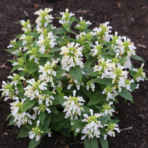 kotovnik-snou-panter-2