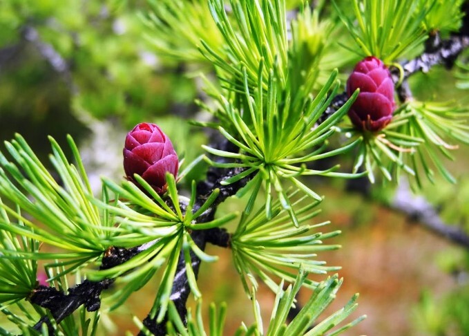 Лиственница