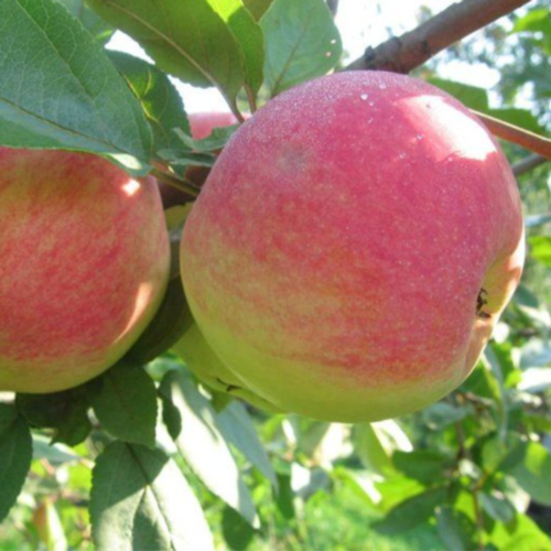 яблоня_летняя_Июльское_Черненко