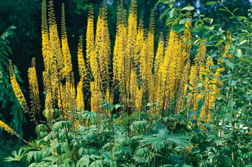 PF1LigulariaFD-20140717105049540