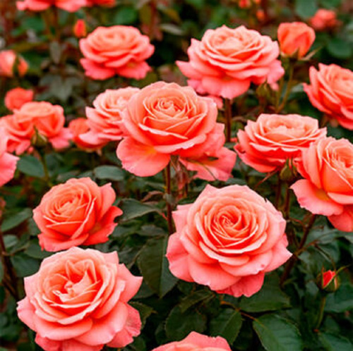 Роза чайно-гибридная Seduction "Седукцион" : С5/7,5