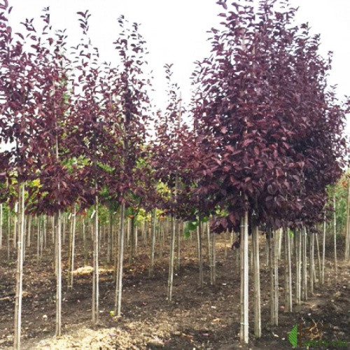 prunus-virginiana-shubert-650x650