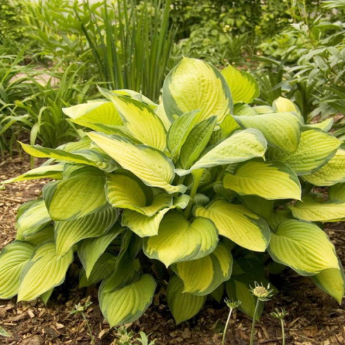 hosta-Gold-Standart