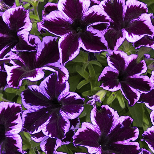 32376-CRAZYTUNIA-COSMIC-VIOLET