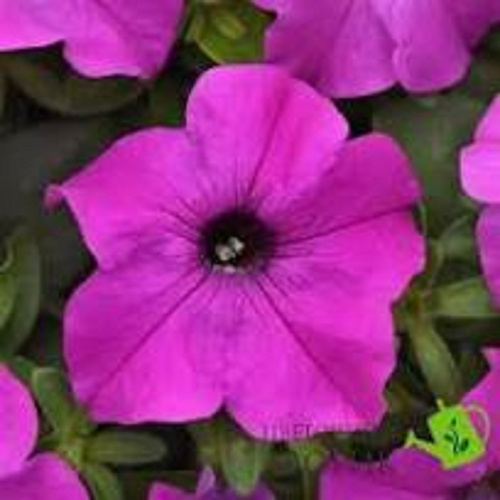 Петуния крупноцветковая Ez Rider F1 violet
