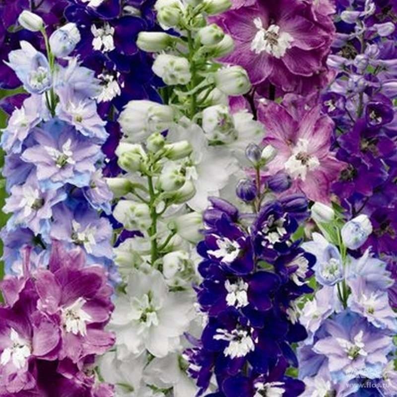 Дельфиниум