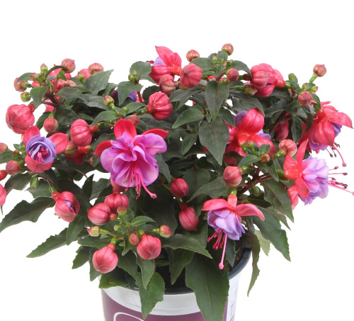 bella-fuchsia-ella-plant (1)