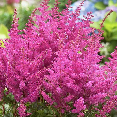 astilba-gibridnaya-younique-lilac