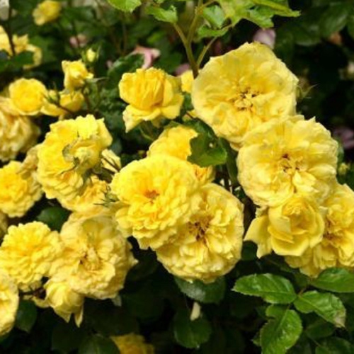 анна дюпрей