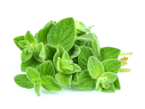 pryanaya-trava-oregano