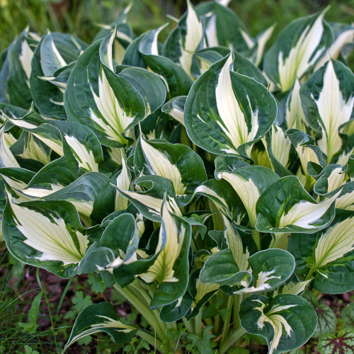 Хоста Hosta Whirlwind