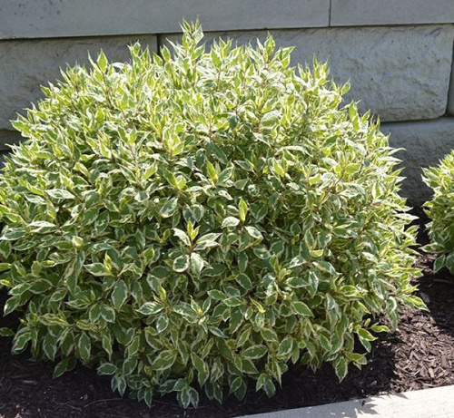 285760188_5_1000x700_deren-belyy-elegantissima-cornus-alba-elegantissima-kievskaya-oblast-600x553.jpg.pagespeed.ce.752yFt1FSc