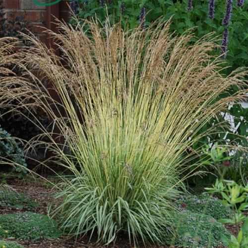 молиния карл