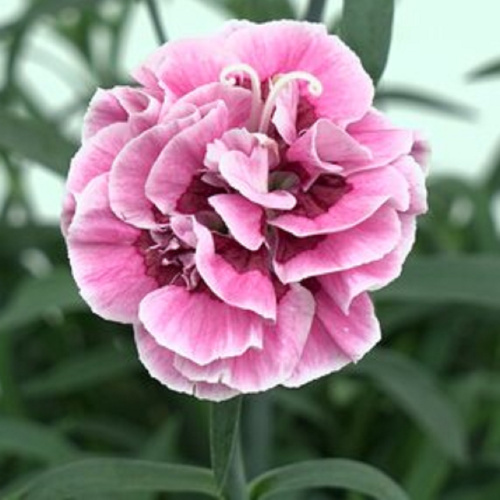 Dianthus_Capitán_MrsAnn
