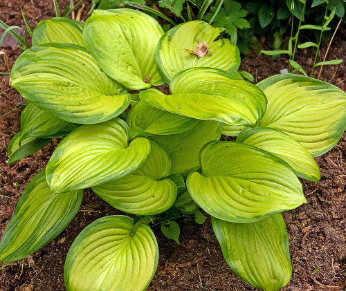 Хоста Hosta Stained Glass