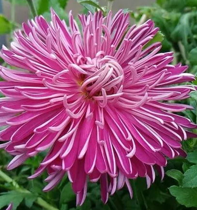 хризантема седая дама