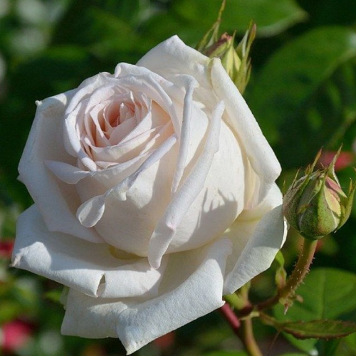 Роза чайно-гибридная Madame Anisette "Мадам Анизет" : С5