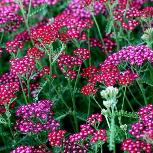 тысячелистник.саммервайн