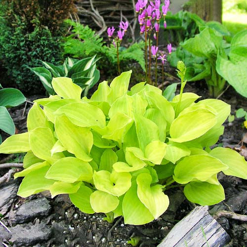 hosta-miracle-lemony