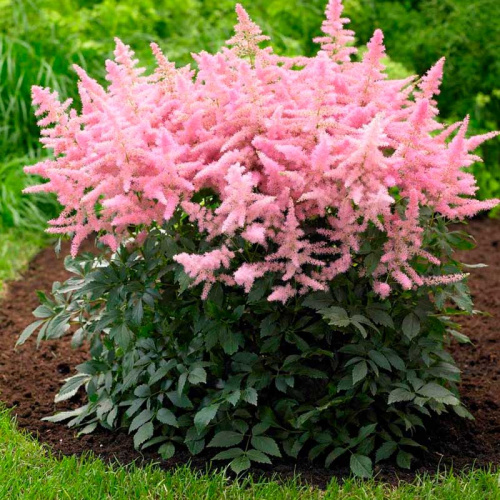 astilba-country-and-western-01-800x800