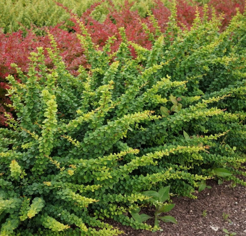 barbaris-tunberga-green-ornament