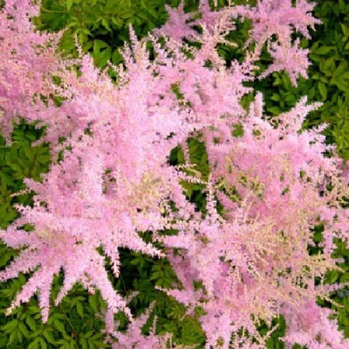 astilba-arendsa-venus-