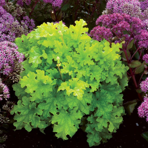 Heuchera-Lime-Ruffles-2-1080x1080