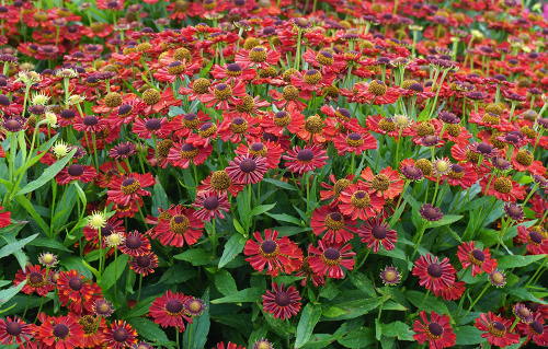 Helenium_Salsa