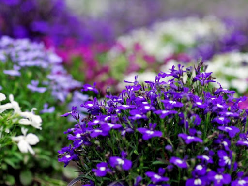 Питомник «СибГарден» представляет обновлённый прайс-лист на однолетние цветы 2026