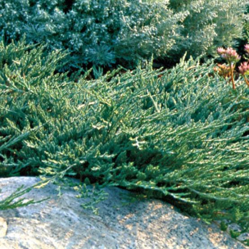 Juniperus-horizontalis-Wiltonii_555x