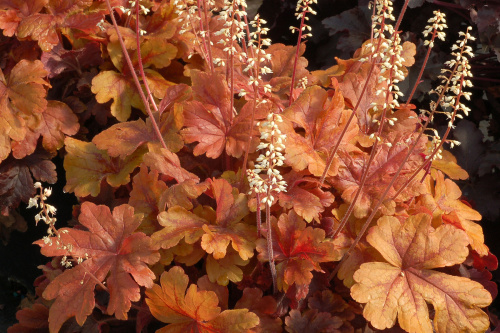 Гейхерелла  Buttered Rum