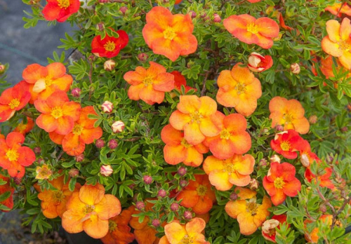 0e7b979e8d21638d3286739c27e2ac57